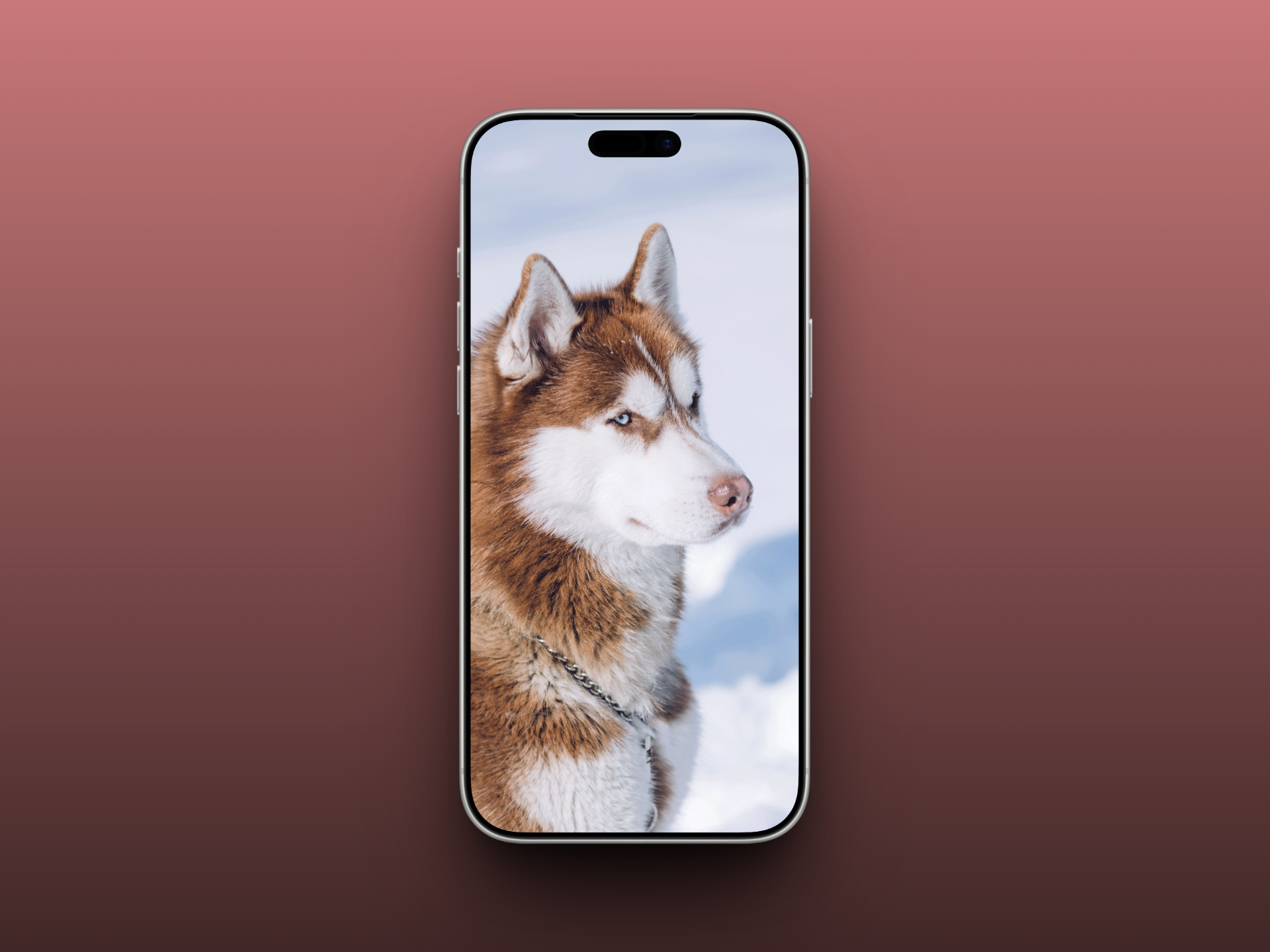 Winter Husky Portrait